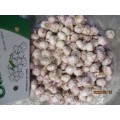 2019 Hot Sale Normaler Knoblauch