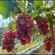 Fresh Berry Fruits Variety Pack