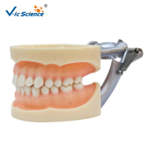 Soft Gum Standard Model