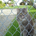 Fence di collegamento a catena diamantata per animali