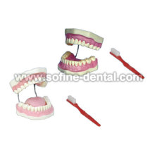 Модель стоматологического обучения