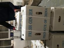 Super Quality Organic Ginger