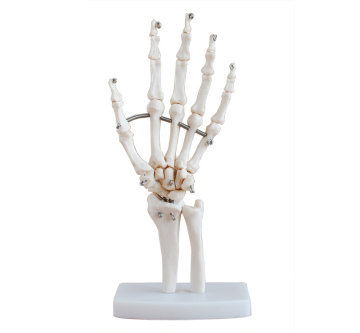 Life-Size Hand Joint Skeleton Model