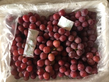 Export Standard Quality of Fresh Red Grape