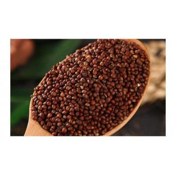 High Quality Perilla Seeds