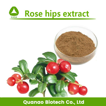 Polvo de extracto de rosa mosqueta 10: 1 oxidantes naturales