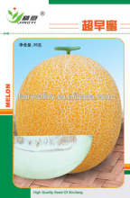 Hybrid F1 muskmelon seeds japanese melon seeds For planting-Chao Zao Mi