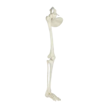 Human Lower Limb Bone Model: Tibiofibula, Femur with Hip (Hanging Bracket) for Medical Teaching