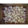 2020 Fresh Garlic Price