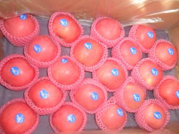 Exporting (every size) FUJI Apple
