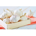 Export Chinese fresh garlic high quality garlic wholesale