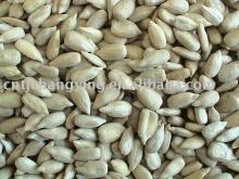 Sunflower seed kernels