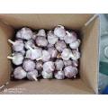 5.0-5.5CM normal white garlic