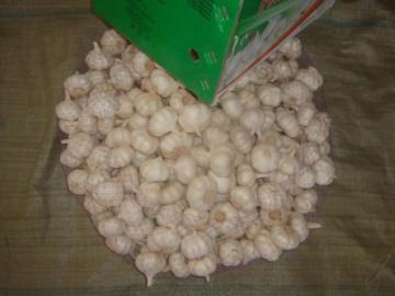 Supply All The Year Pure White Garlic