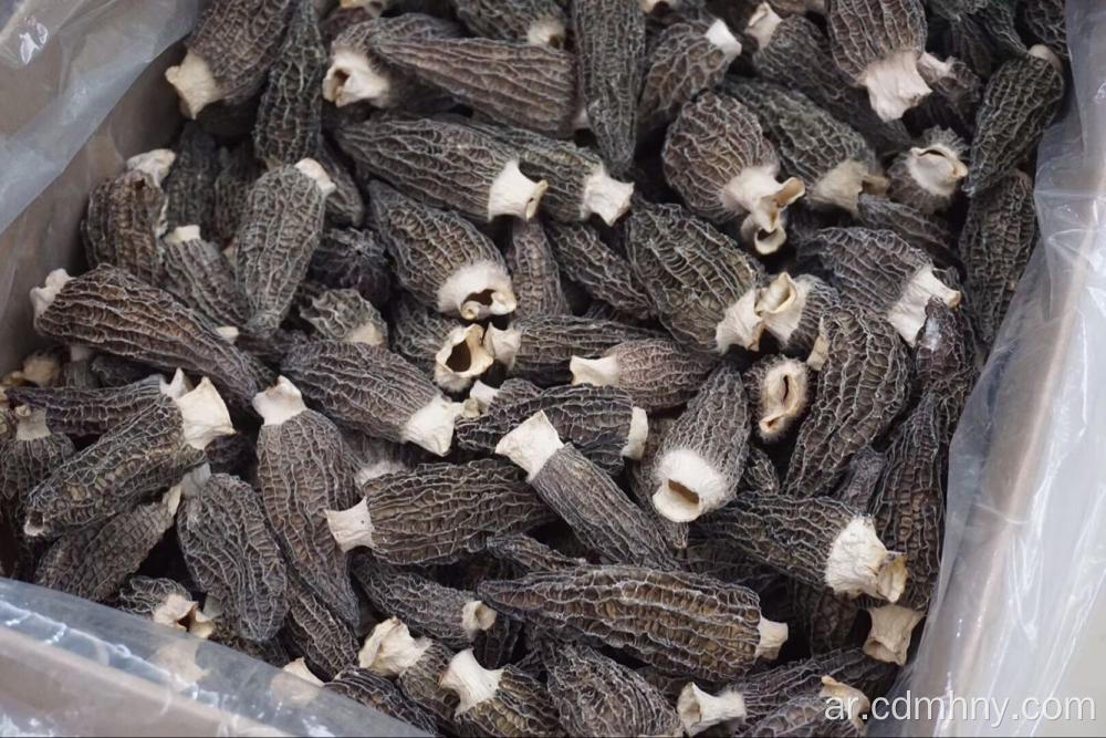 100٪ فطر Morel بري / طرية جديدة / morchella esculenta