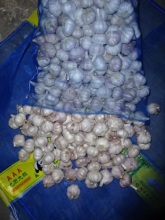 New Crop 2020 Normal White Garlic Size 4.5cm
