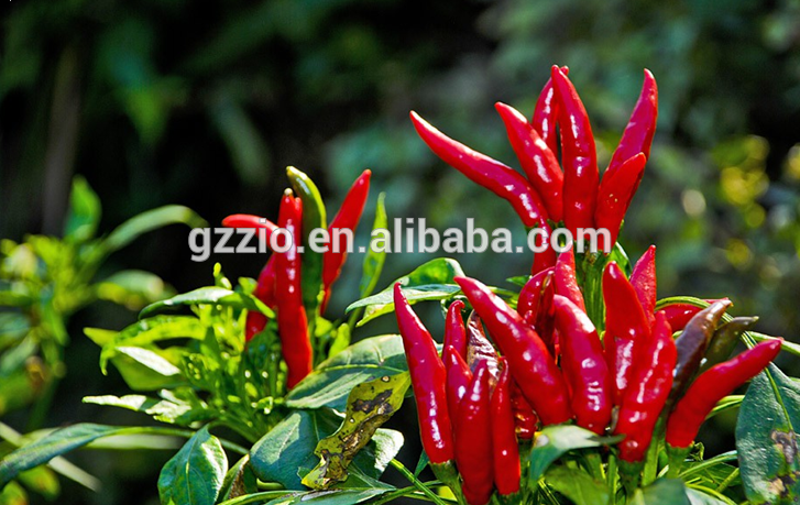 natural organic food colorants red chilli oleoresin/ oleoresin capsicum/ paprika oleoresin price