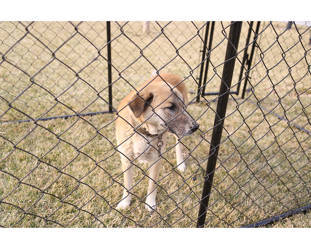 Chaîne de mode Chaîne de chien Fashion Chain Link Dog Kennel