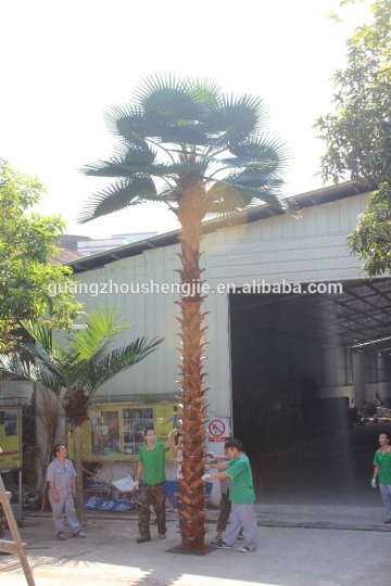 SJ12001117 Indoor palm tree plant/outdoor green palm plants/fan palm plant