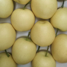 Export Standard Quality of Fresh Golden Pear