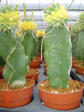 grafted cactus