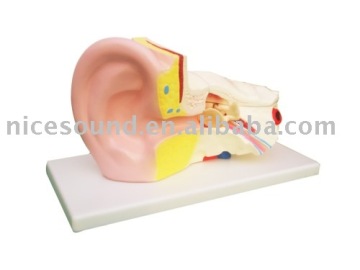 ear model education model human model