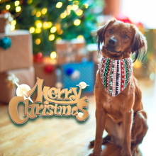 Christmas Bandanas for dogs