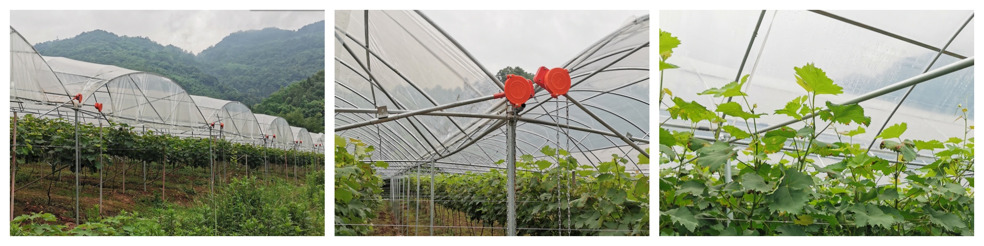 Высокаякасная шматпралётная цяпліца ад дажджу High Quality Multi Span Greenhouse Rain Shelter