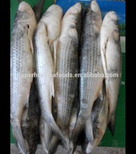 Frozrn grey mullet