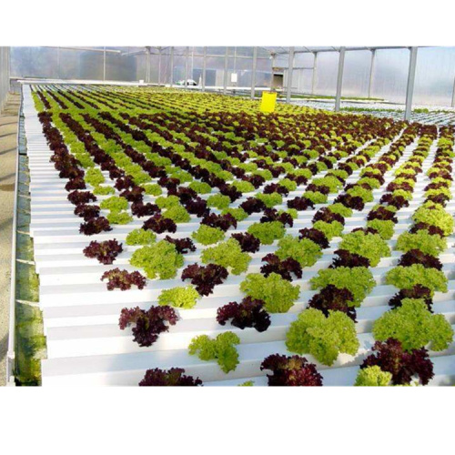 Agricultural Greenhouse Flat Hydroponic hydroponic