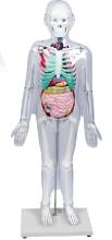 A model of the relationship between the human body surface bones and organs