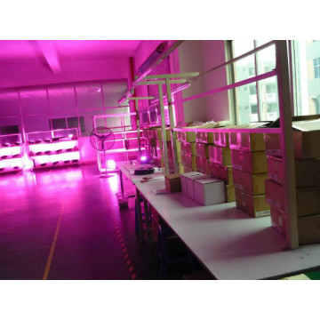 200W LED Grow Light untuk Hydroponics dengan Switch