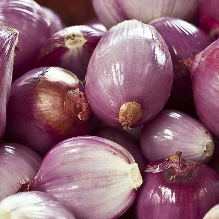 Delicious fresh solar specification agricultural products red onion