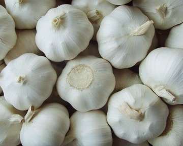 High Quality White Garlic Direct from Farm