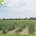 Factory Wholesale Non GMO-paket Wolfberries