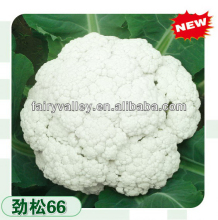 High Yield Early Mature Hot Resistance Hybrid Cauliflower Seeds 55 Days