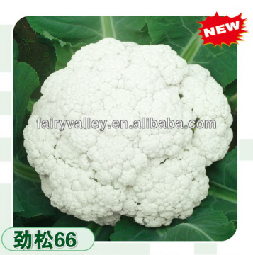 High Yield Early Mature Hot Resistance Hybrid Cauliflower Seeds 55 Days
