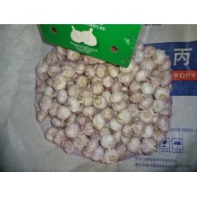 Loose Carton Normal White Garlic