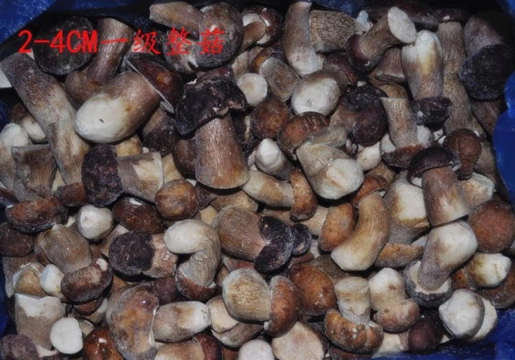 IQF Frozen Boletus Edulis Whole and Cut