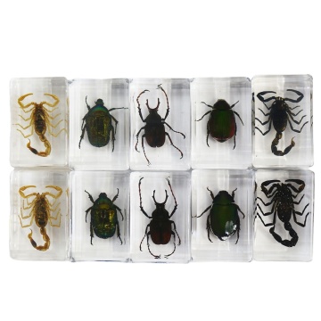 Insect Specimen in Transparent Resin - Beetle, Scorpion, Spider, Cicada - Gift Box