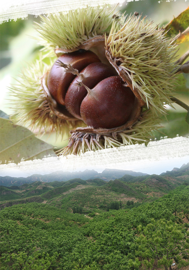 high quality hebei zunhua chestnut