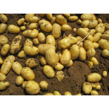 Tengzhou świeże ziemniaki holenderskie