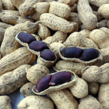 Good Quality Nut Seeds Raw Black Color Skin Raw Peanut For Philippines