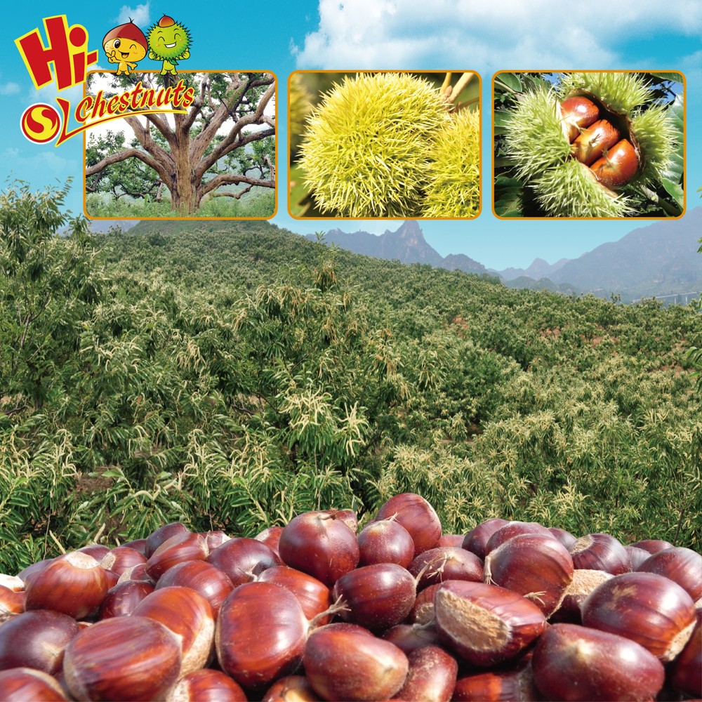 roasted chestnuts small package chestnut