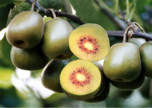Red Yellow Green kiwi seeds for sale