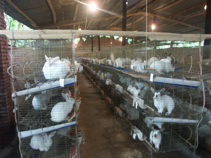 High  Quality Hot sell Easy Clean Rabbit Cage(Factory)