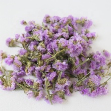 High Quality Wholesale Forget Me Not Dried Flowers for DIY Projects