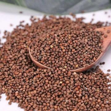 Perilla Seeds High Quality