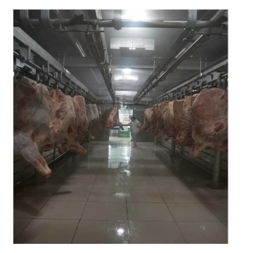 Fast Meat Defrosting Room with Humidification System for Frozen Chilled Beef Carcass