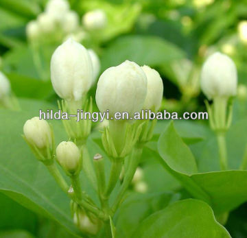 Dried jasmine flower/buds for tea